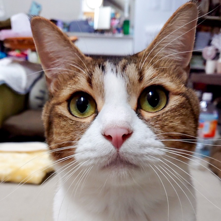 ペットの写真